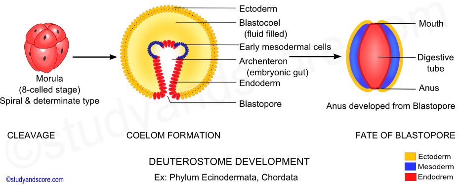  Deuterostomes, cleavage, morula, coelom formation, blastopore